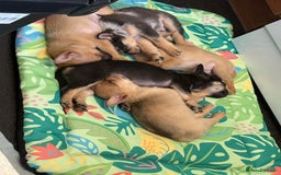 Mixed Breed dogs for sale: FrenchieXPomeranian  - Image 29