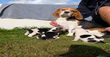 Beagle dogs - Advert 4
