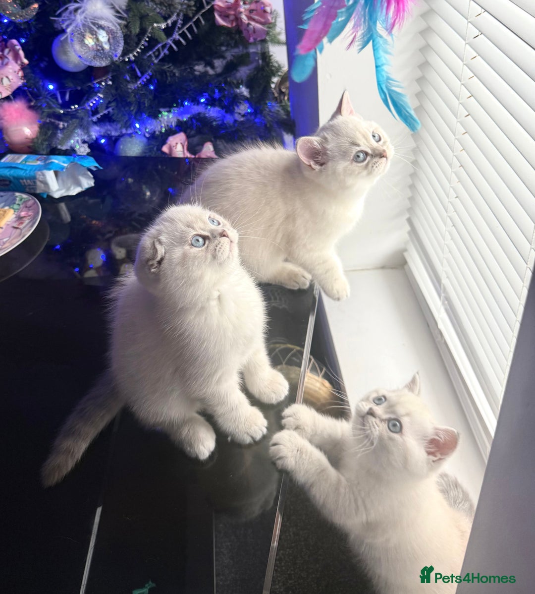 Scottish Fold cats for sale: 😻Stunning Pure breed Scottish fold kittens 😻 - Advert 6