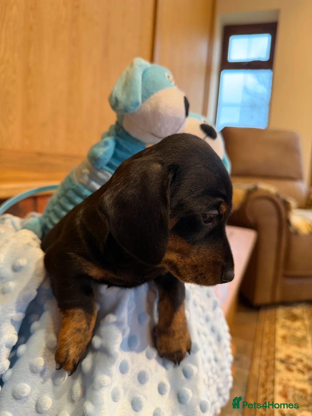 Dachshund dogs for sale: Miniature dachshunds  - Advert 34