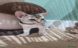 Abyssinian cats for sale: SILVER Abyssinian kittens - Image 11
