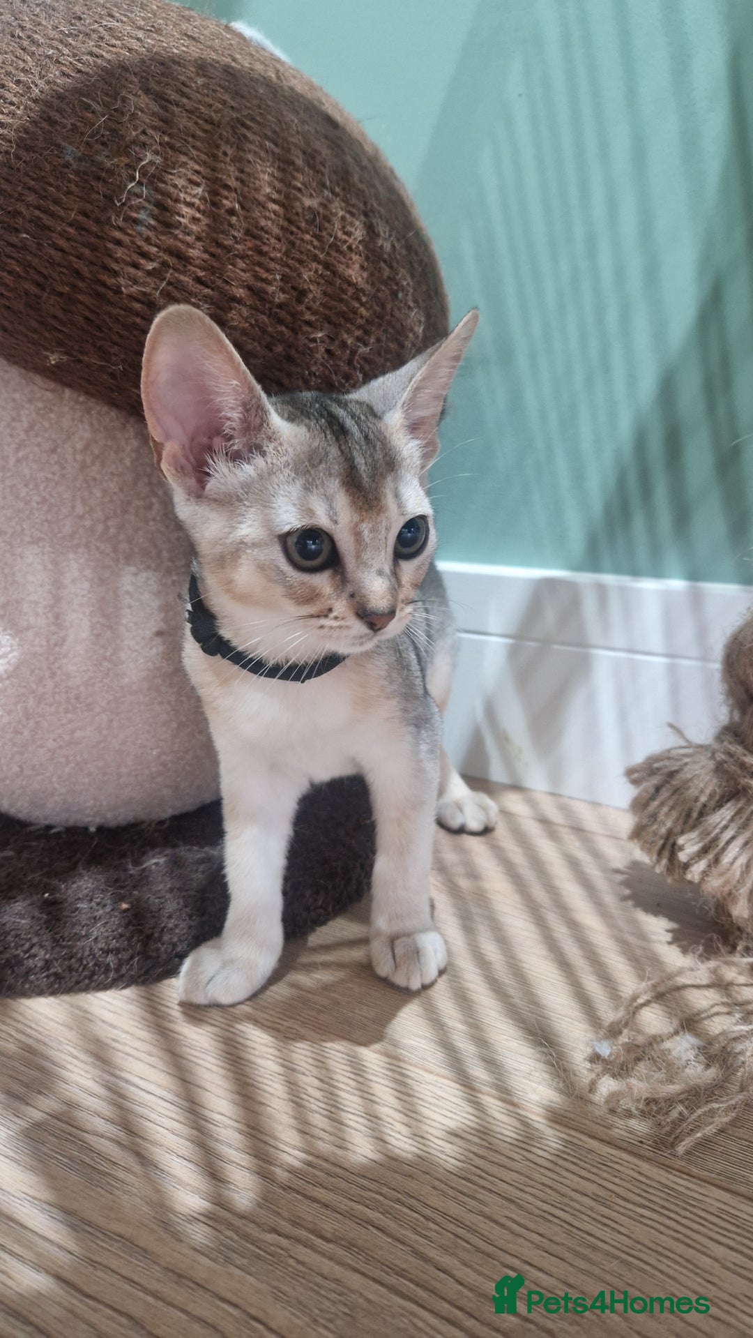 Abyssinian cats for sale: SILVER Abyssinian kittens - Image 11