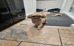 Shih Tzu dogs for sale: Male shih Tzu  - Advert 2