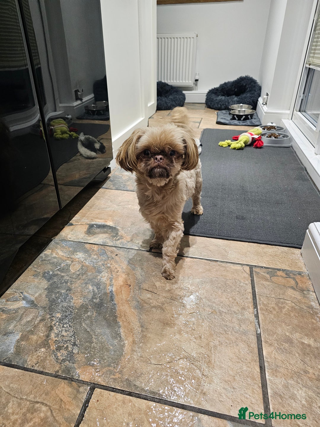 Shih Tzu dogs for sale: Male shih Tzu  - Advert 2
