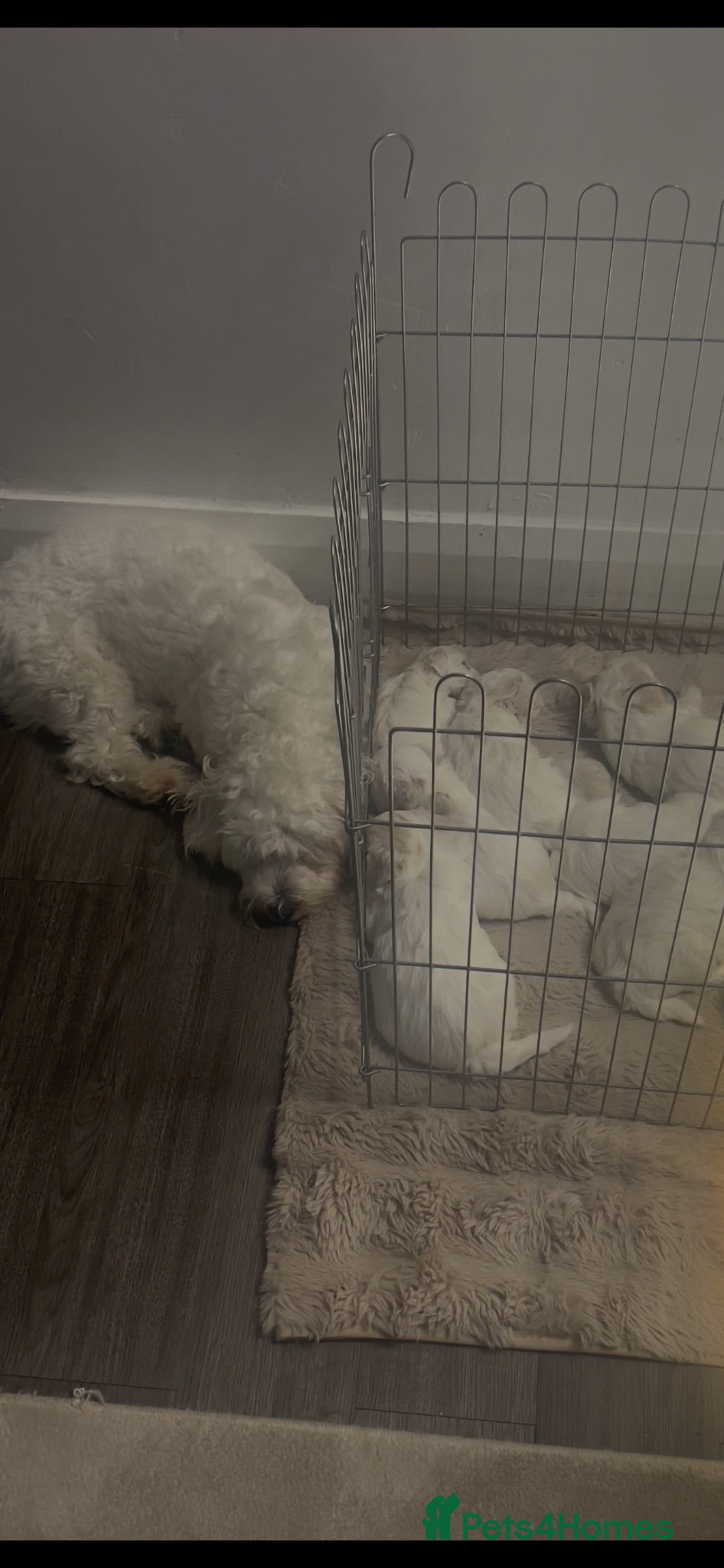 Maltese dogs  Beautiful Maltese Puppies Looking Loving Homes  - Advert 2