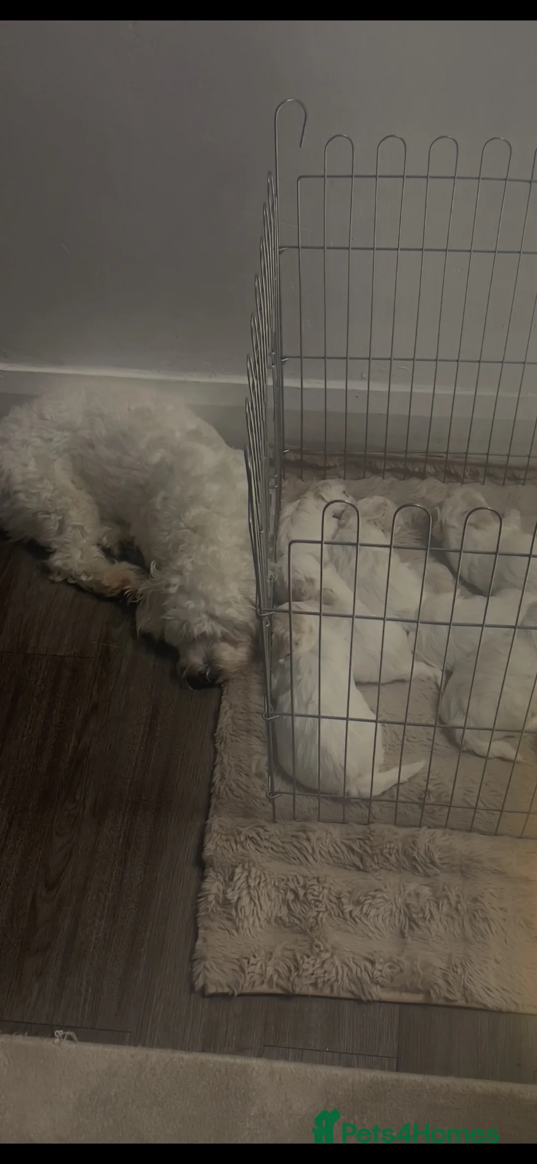 Maltese dogs for sale:  Beautiful Maltese Puppies Looking Loving Homes  - Advert 2