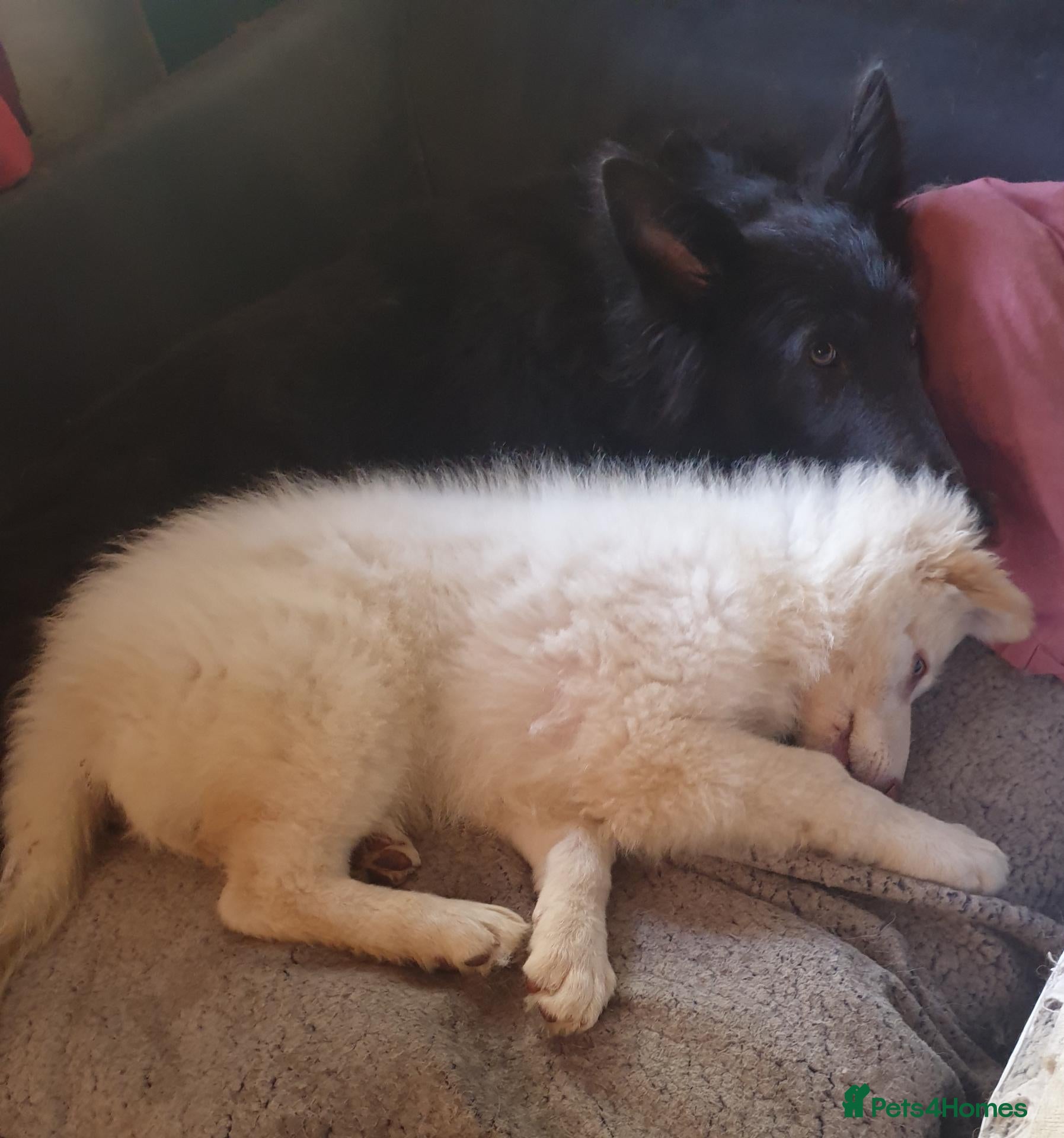 German Shepherd dogs German Shepherd beautiful last housetrained pup - Advert 4