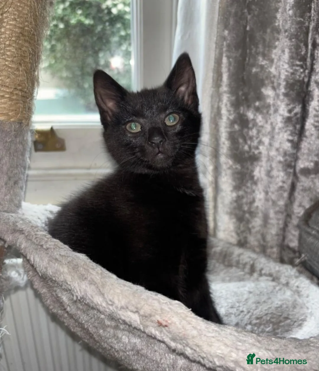 Mixed Breed cats for sale: Kittens ready now  - Advert 5