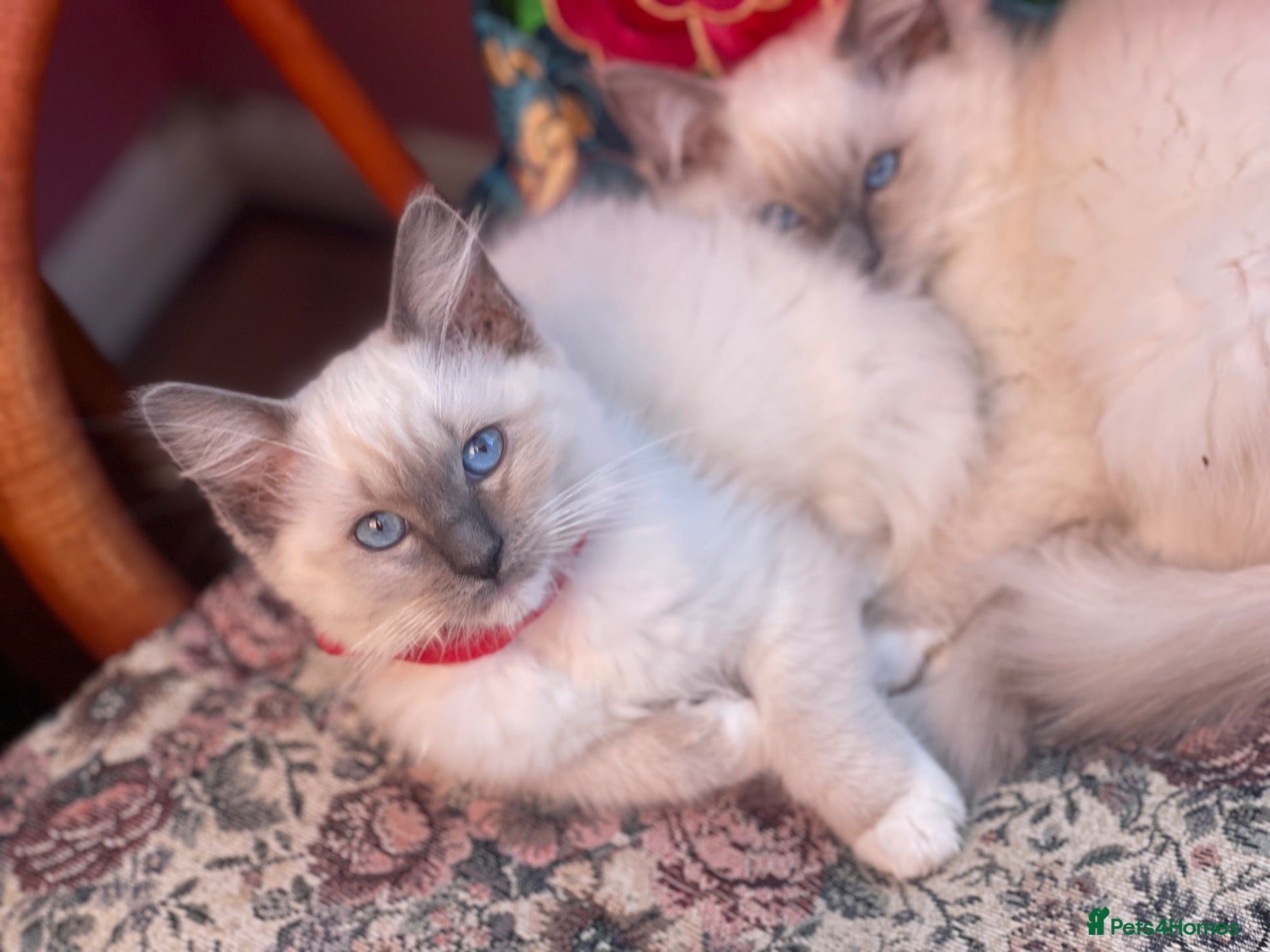 Ragdoll cats Ragdoll kittens  - Advert 1
