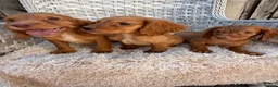 Cocker Spaniel dogs for sale: Working cocker spaniels - Advert 3