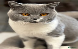 British Shorthair cats for stud: Stunning Blue & White Bicolour for Stud  - Image 2