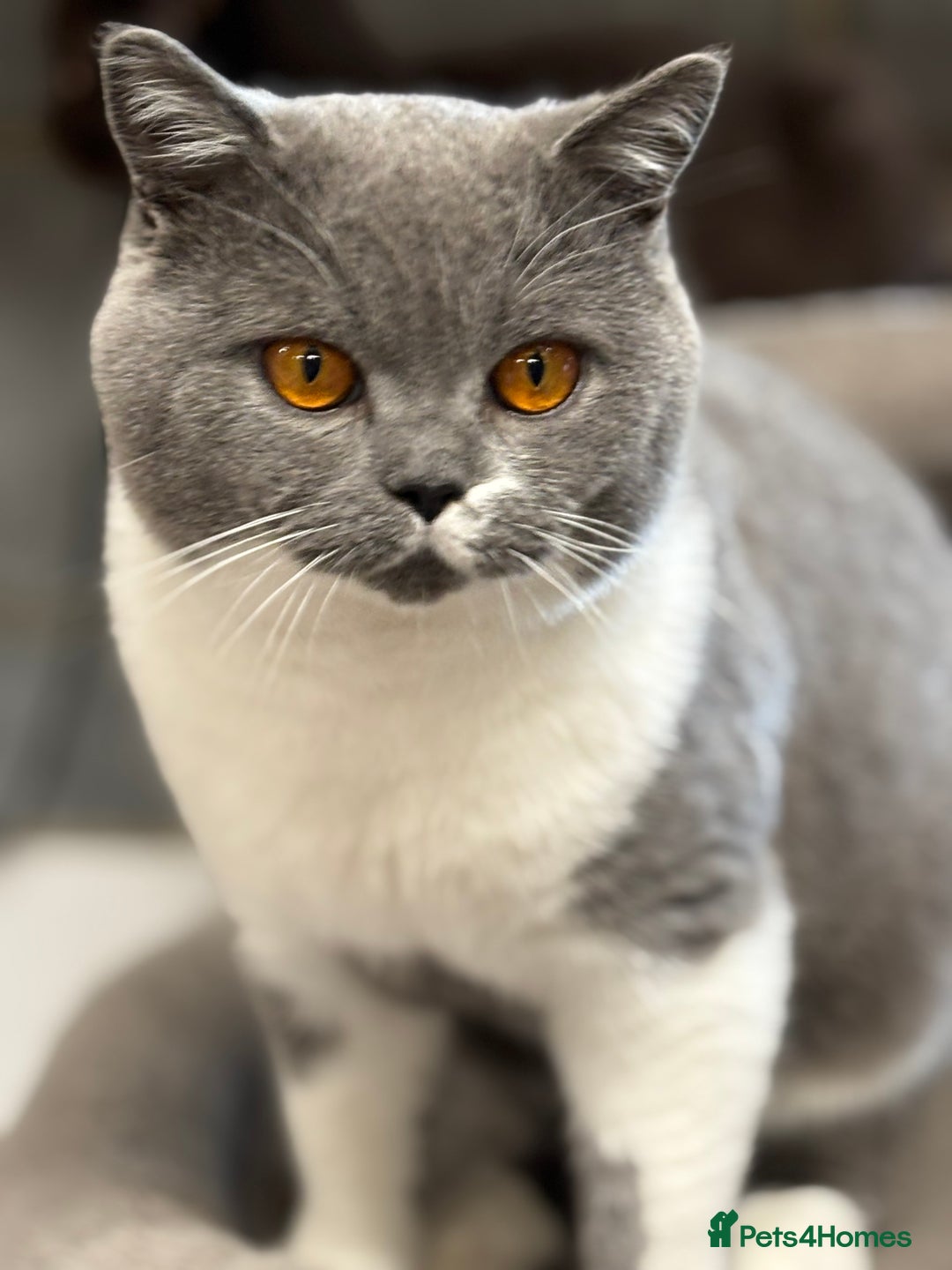 British Shorthair cats for stud: Stunning Blue & White Bicolour for Stud  - Image 2
