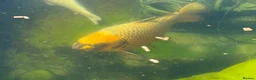 Koi Carp fish for sale: 2 x medium-large Koi Carp (Pond Closure) in Bridlington - Advert 1