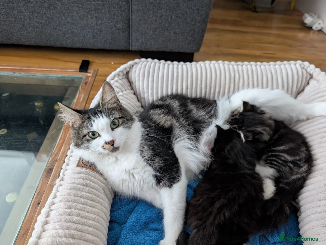 Mixed Breed cats for sale: 3 fluffy kittens available  in Brandon - Advert 5