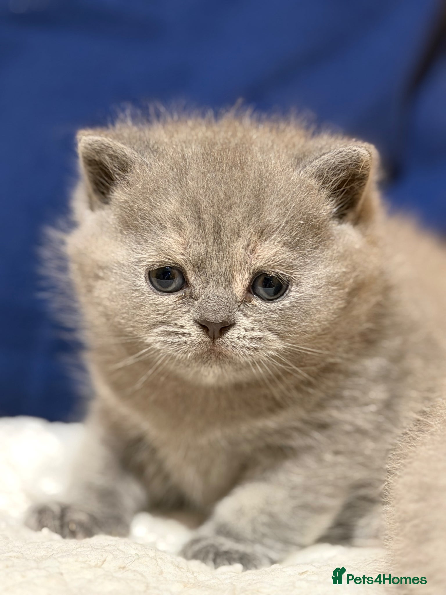 British Shorthair cats for sale: Beautiful British Shorthair kittens available  - Advert 2