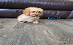 Cockapoo dogs for sale: Adorable cockapoo pups ready to go 🐶 - Image 35