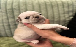 Pug dogs for sale: Pug Puppies - Image 13