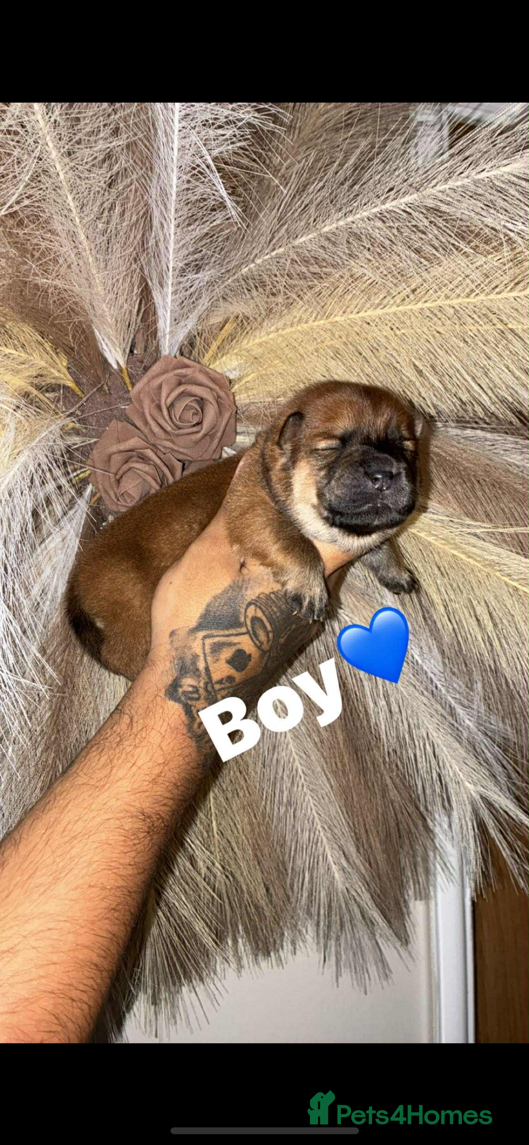 Chow Chow dogs for sale: Chow chow Puppies  - Advert 3