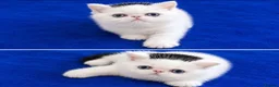Exotic cats for sale: Superb quality rare exotic kittens. - Advert 5