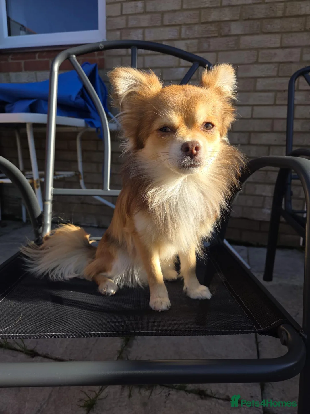 Pomchi dogs for adoption: Pomchi Brothers need forever home - Advert 3