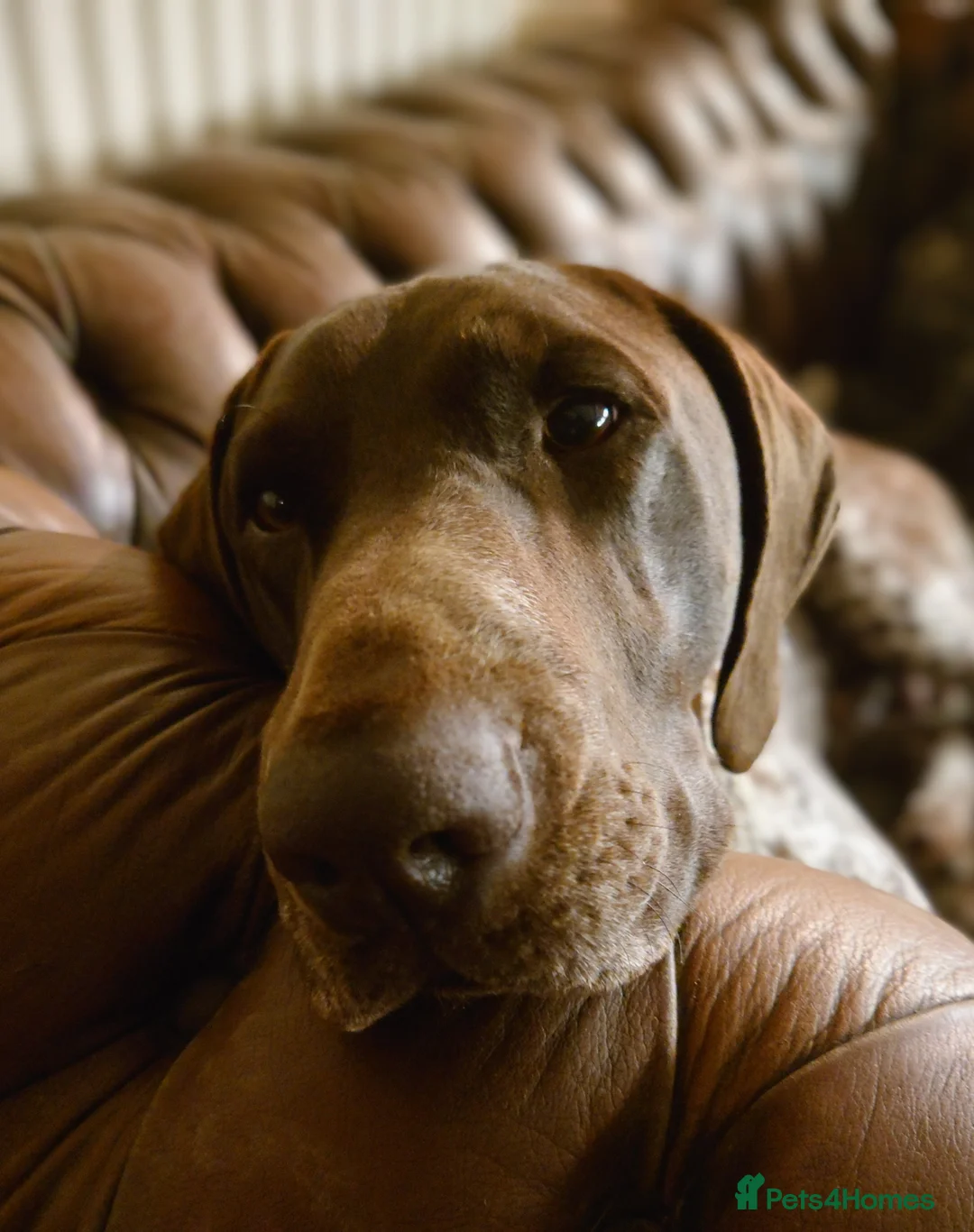 German Shorthaired Pointer dogs for sale: German Shorthaired Pointer. Male. 5 years old - Advert 8