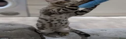 Bengal cats for sale: 🔥✨Pedigree TICA-Registered Bengals - Advert 10