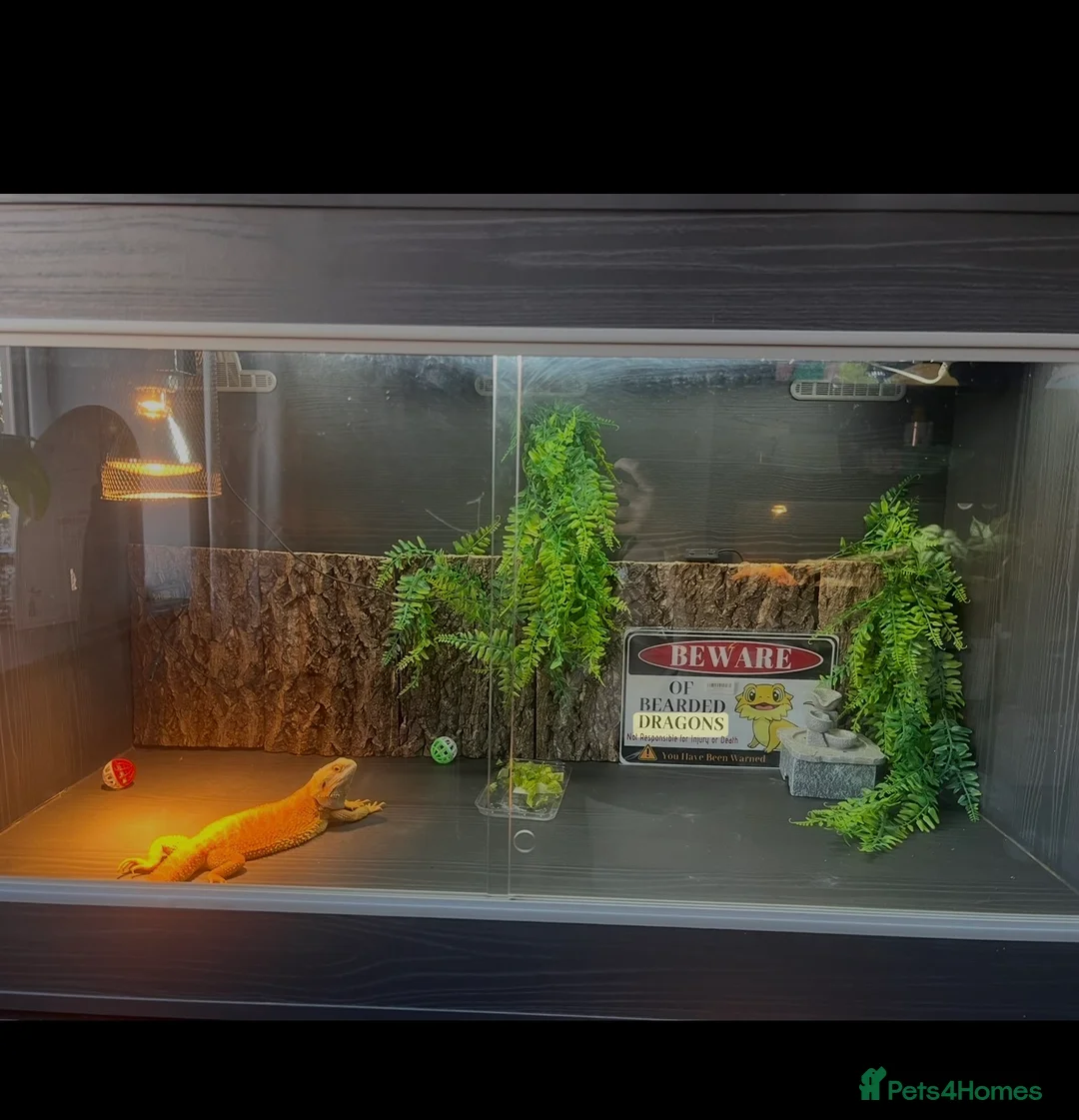 Bearded Dragon reptiles for sale: Bearded dragon - Advert 11