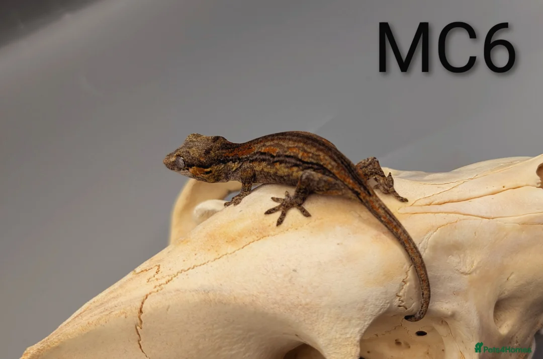 Gecko reptiles for sale: Orange Stripe Gargoyle Gecko CB25  - Advert 5