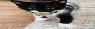 Mixed Breed Kitten 2