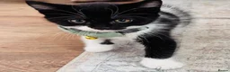 Mixed Breed cats for sale: Beautiful 8week old kittens  - Advert 12