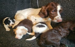 Cockapoo dogs for sale: Cockerpoo puppies F1  - Image 20