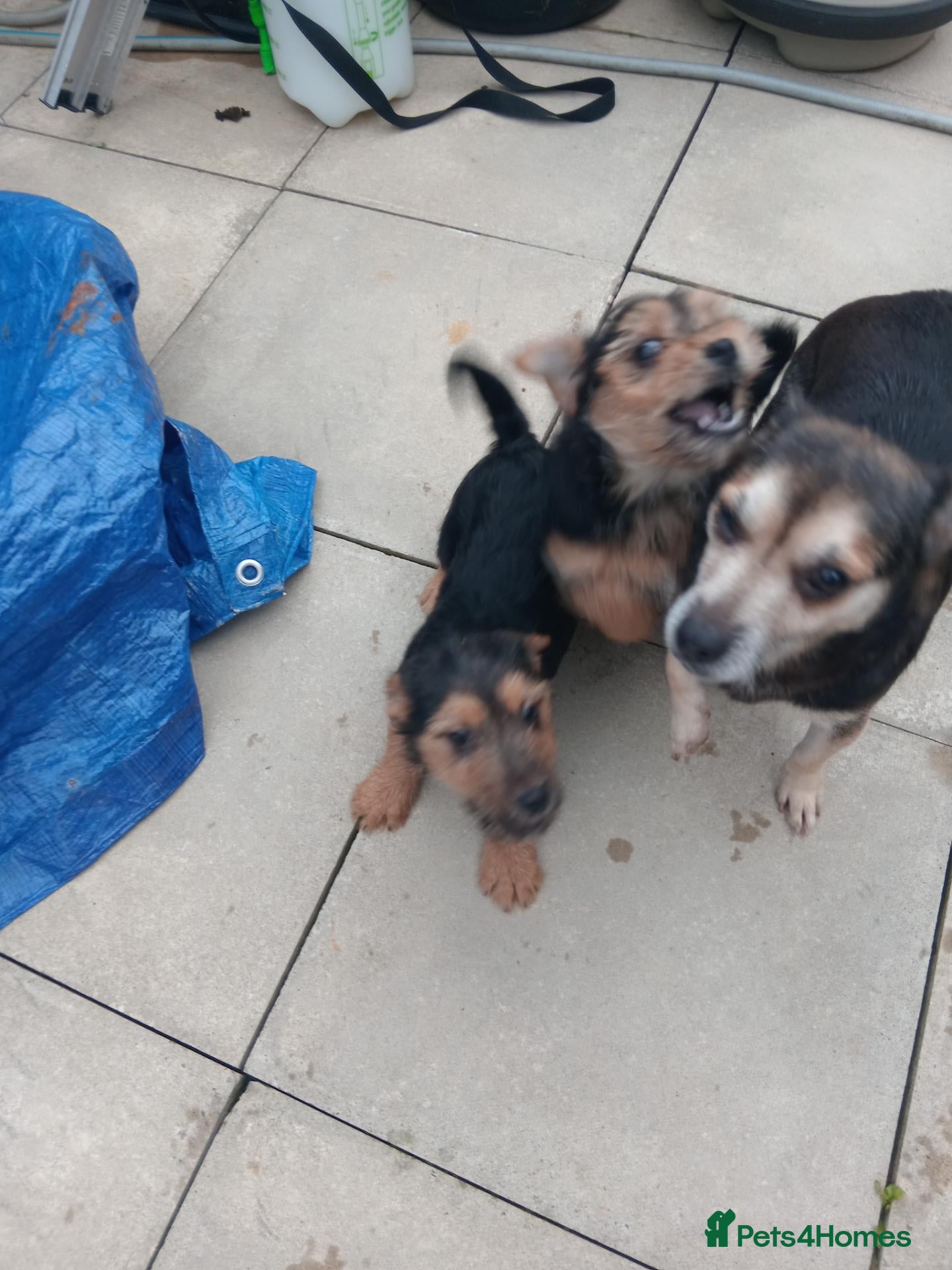 Mixed Breed dogs Yorkshire terrier cross - Advert 1