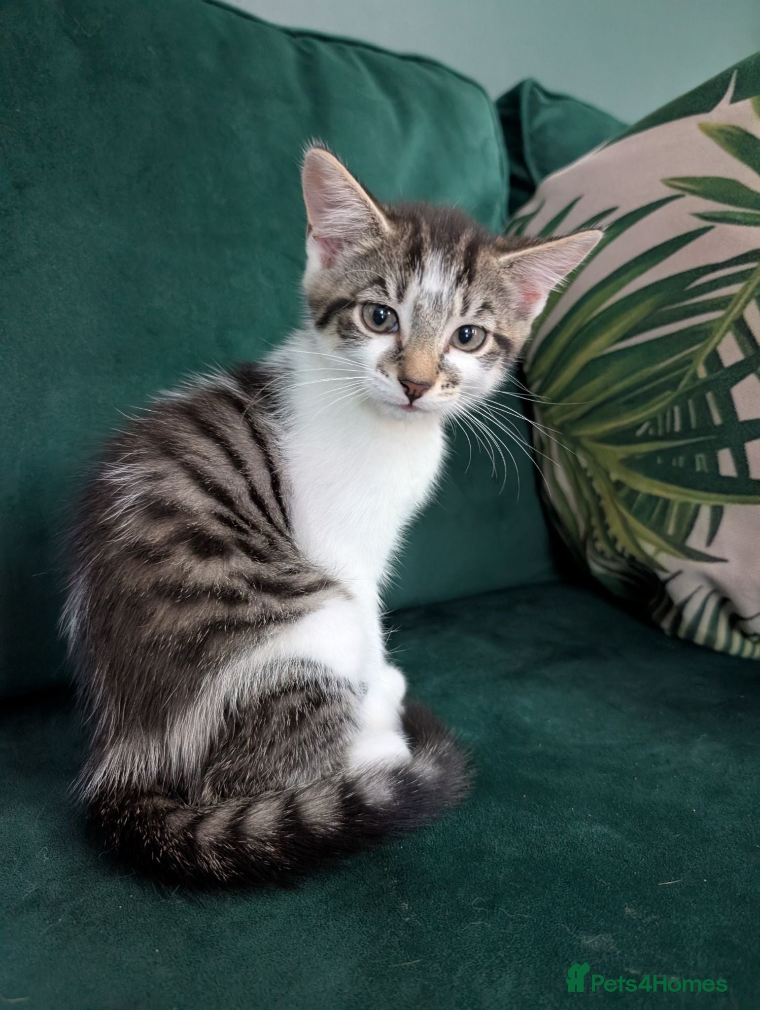 Mixed Breed cats Beautiful kittens ❤️ part BSH - Advert 1