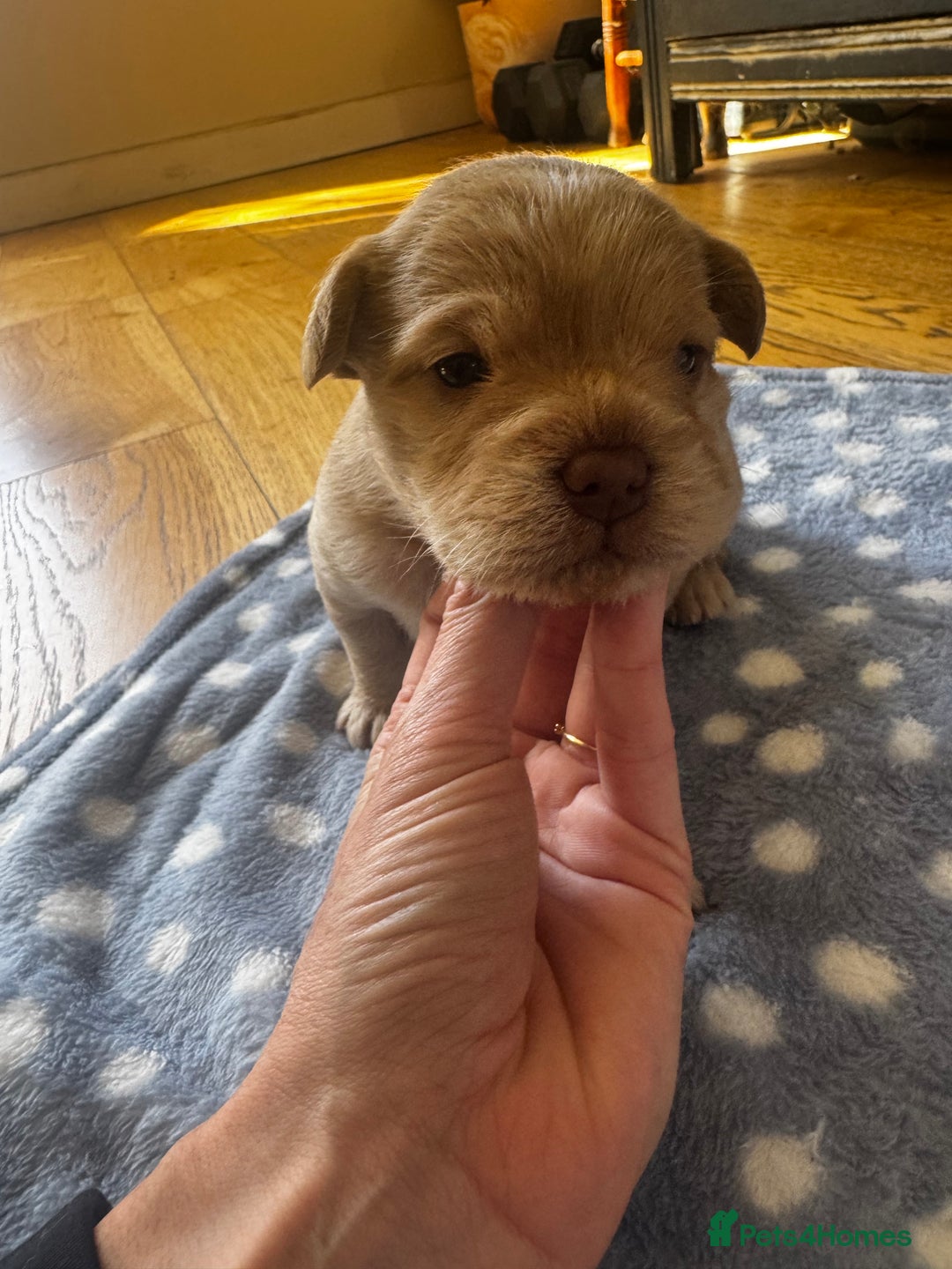 Mixed Breed dogs for sale: Mini poodle cross Frow frow’s - Image 4