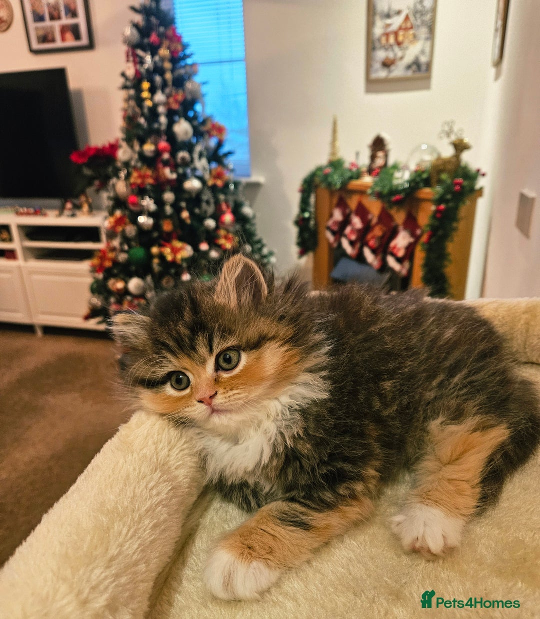 Persian cats for sale: Rare and Stunning Persian Girl  - Advert 12