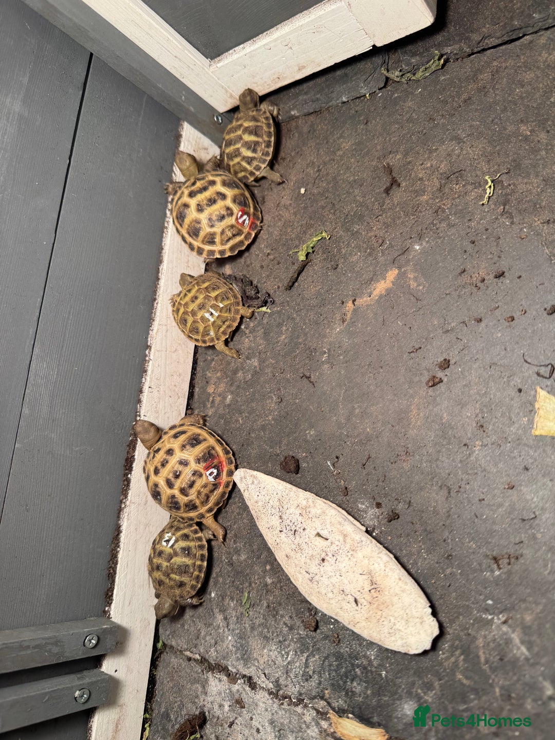 Tortoise reptiles for sale: Tortoise  - Image 1