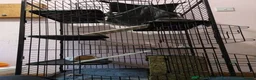 Rat rodents for sale: 2 female rats - Advert 2
