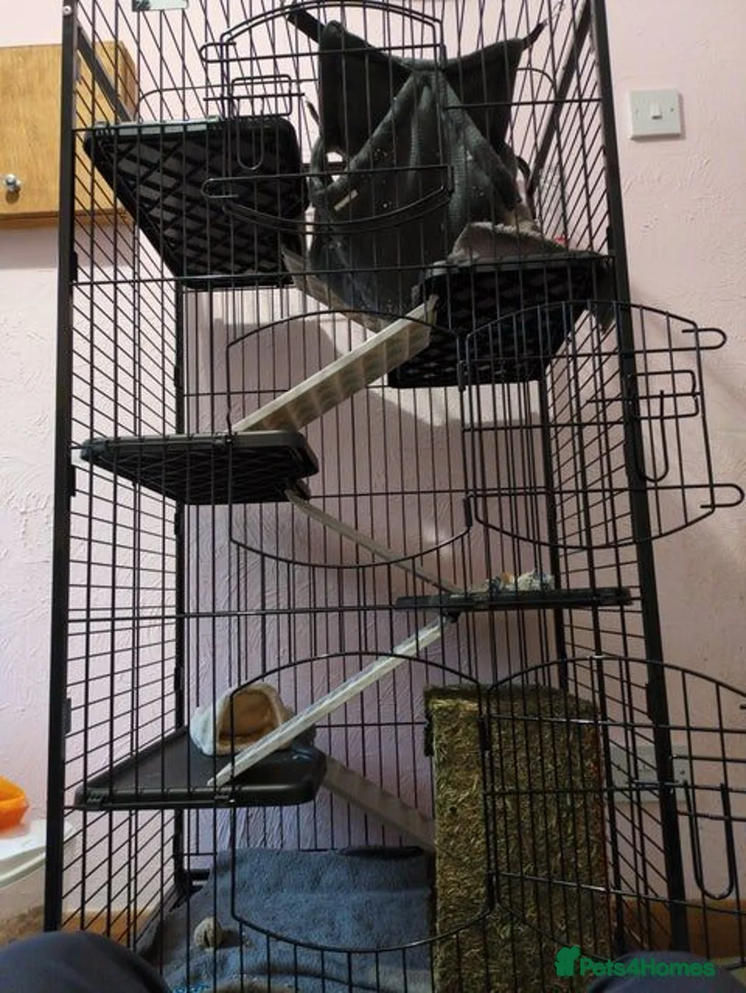 Rat rodents for sale: 2 female rats - Advert 2