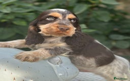 Cocker Spaniel dogs for sale: Stunning show cocker spaniels  - Image 5