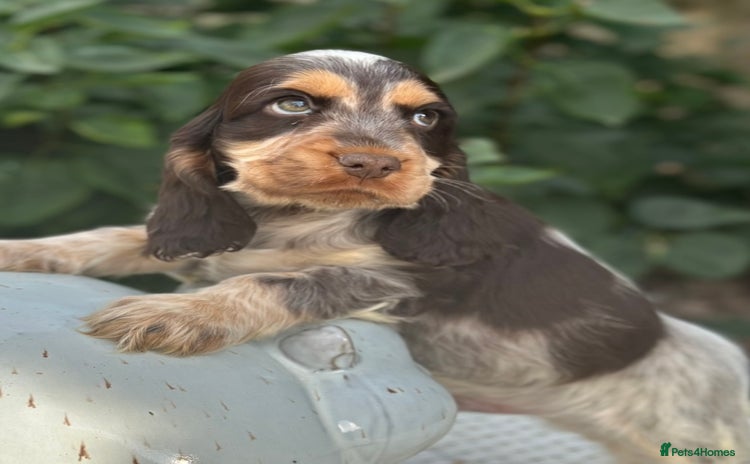 Cocker Spaniel dogs - Advert 9