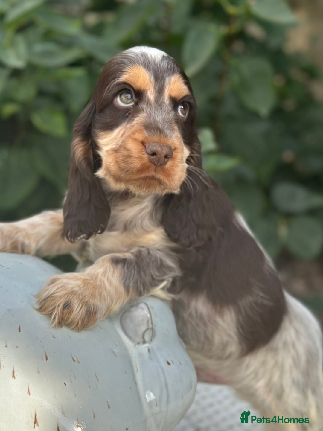 Cocker Spaniel dogs for sale: Stunning show cocker spaniels  - Image 5