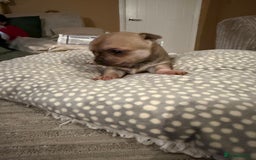 Chihuahua dogs for sale: Brother and sister Chihuahua - Advert 2