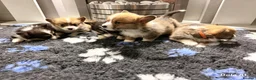Welsh Corgi Pembroke dogs for sale: Kc pembroke corgi puppies - Advert 23