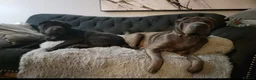 Shar Pei dogs for sale: Male and female  in Bolton - Advert 7