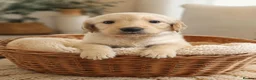 Golden Retriever dogs for sale: READY TO LEAVE 1 BOY Golden Retriever puppy - Advert 4