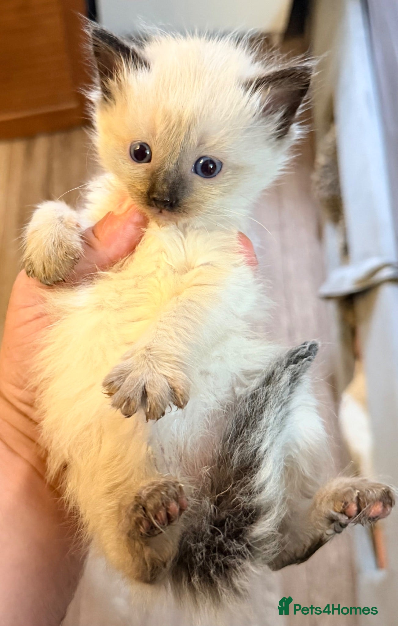 Ragdoll cats Stunning pedigree ragdools  - Advert 1