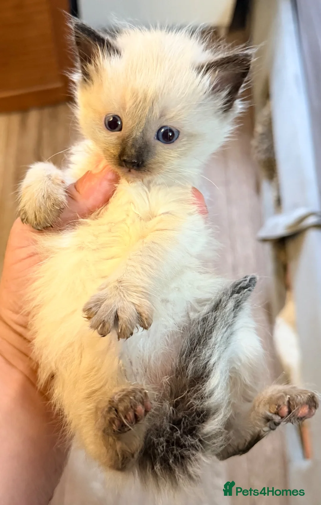Ragdoll cats for sale: Stunning pedigree ragdools  - Advert 1