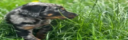 Beauceron dogs for sale: 🌟Merdelaine Beaucerons🌟extensively tested litter - Advert 6