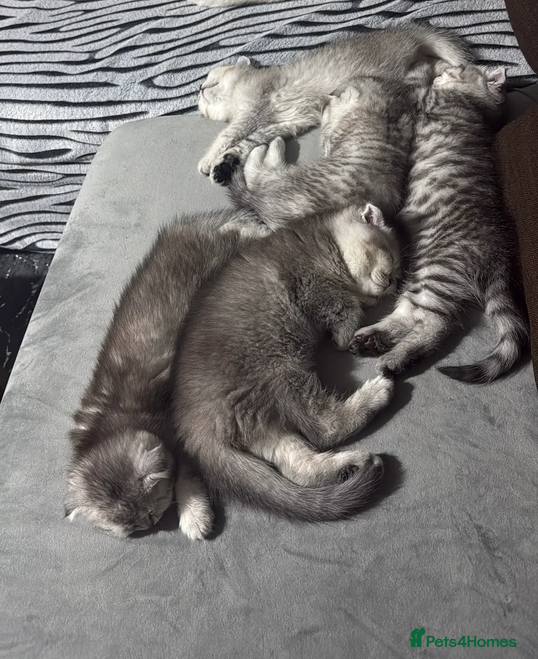 Scottish Fold cats for sale: Adorable Scottish Fold Kittens  🐾 - Advert 5