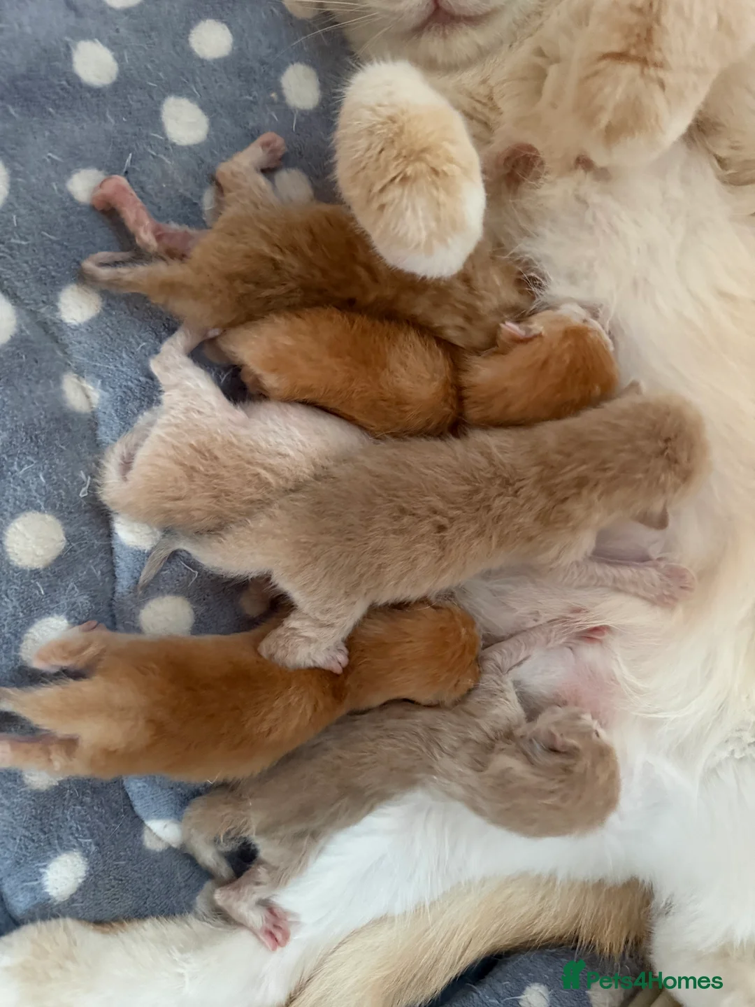 British Shorthair cats for sale: GCCF reg BSH Lilac, Blue, Chocolate Golden Kittens - Advert 2